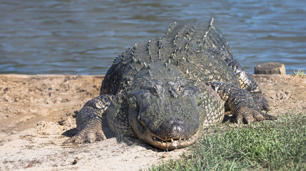 One of the Big Guys coming in for feeding time!