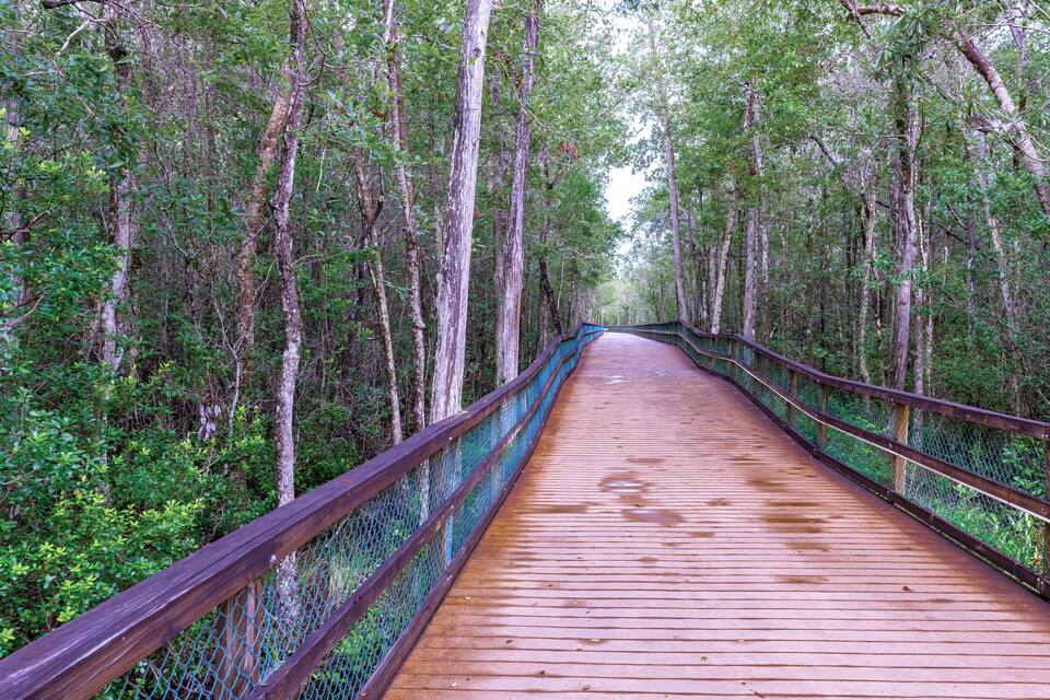 Un puente de madera rodeado de un bosque frondoso.