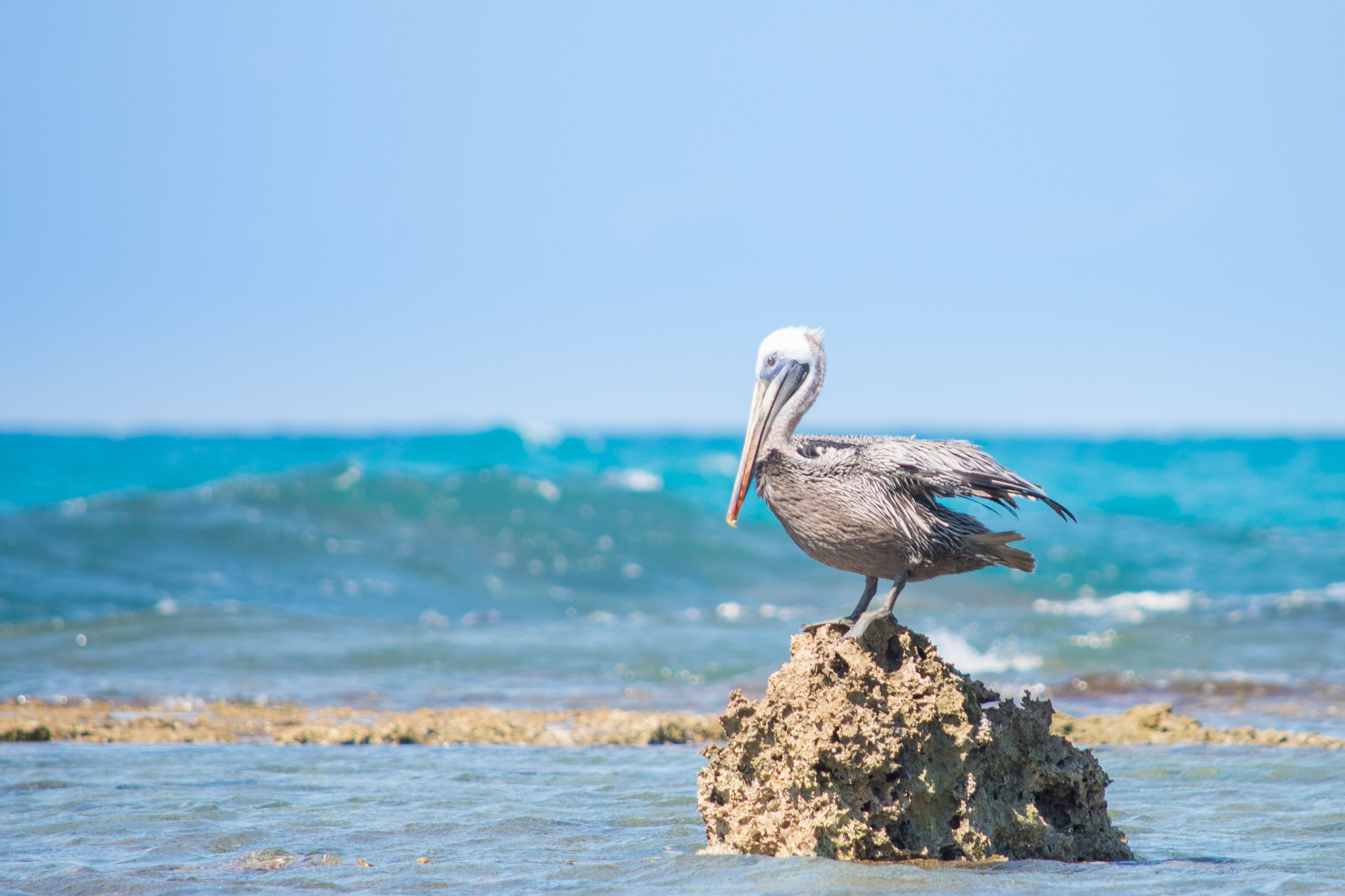 Pelican laying on a rock, Treasure Beach, Jamaica
