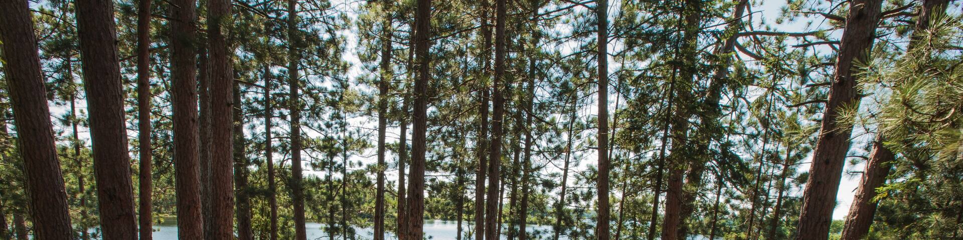 The walk-in campsite at Star Lake State Park, near Star Lake, Wisconsin in Vilas County, is shaded from the numerous surrounding pines in late June.