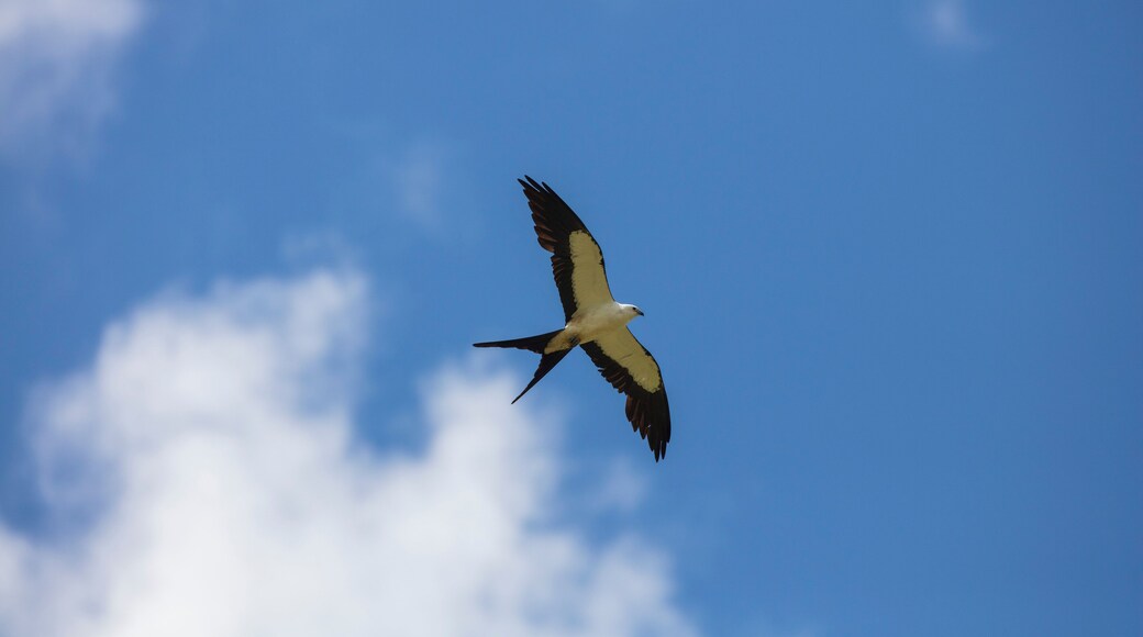 Elegant Swallow-tailed kite forages for large insects flying over a melon field outside the Lower Suwannee National Wildlife Refuge, Cedar Key, Florida, which is the key habitat for this bird.