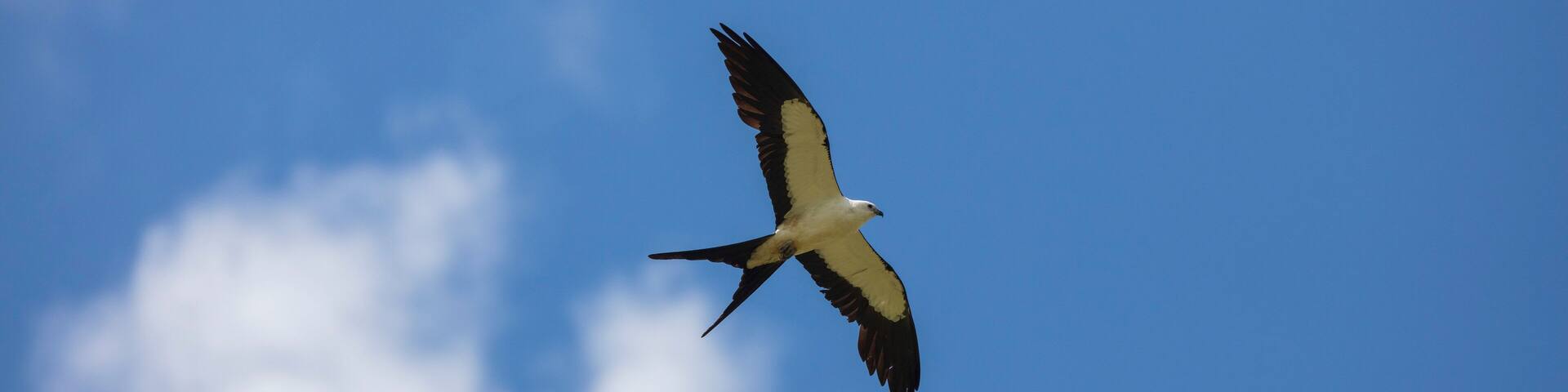 Elegant Swallow-tailed kite forages for large insects flying over a melon field outside the Lower Suwannee National Wildlife Refuge, Cedar Key, Florida, which is the key habitat for this bird.