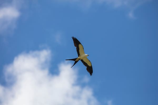 Elegant Swallow-tailed kite forages for large insects flying over a melon field outside the Lower Suwannee National Wildlife Refuge, Cedar Key, Florida, which is the key habitat for this bird.
