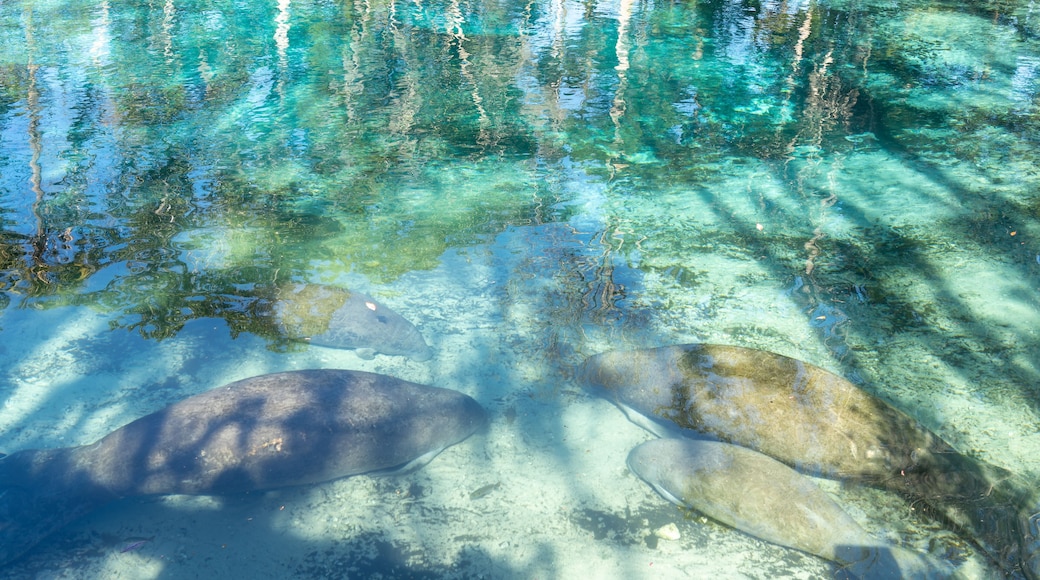 Refugio nacional de vida silvestre de Crystal River