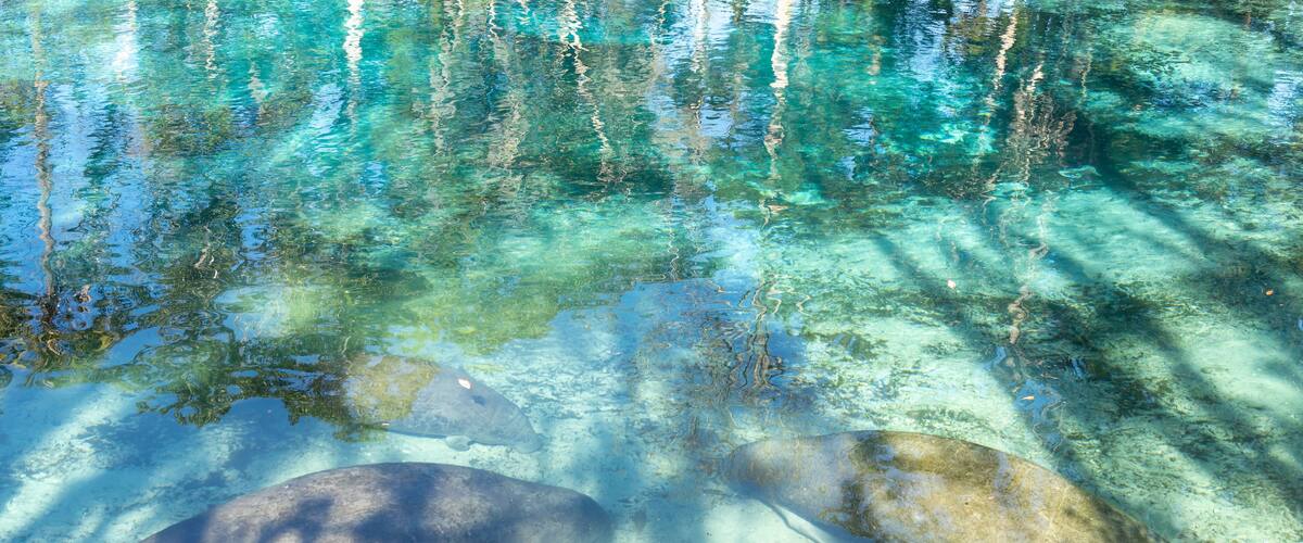 Four Florida Manatees (Trichechus manatus latirostris) swimming in the water at Crystal River National Wildlife Refuge in Florida, USA, a winter gathering site for manatees.
