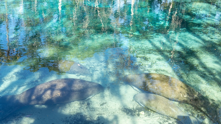 Four Florida Manatees