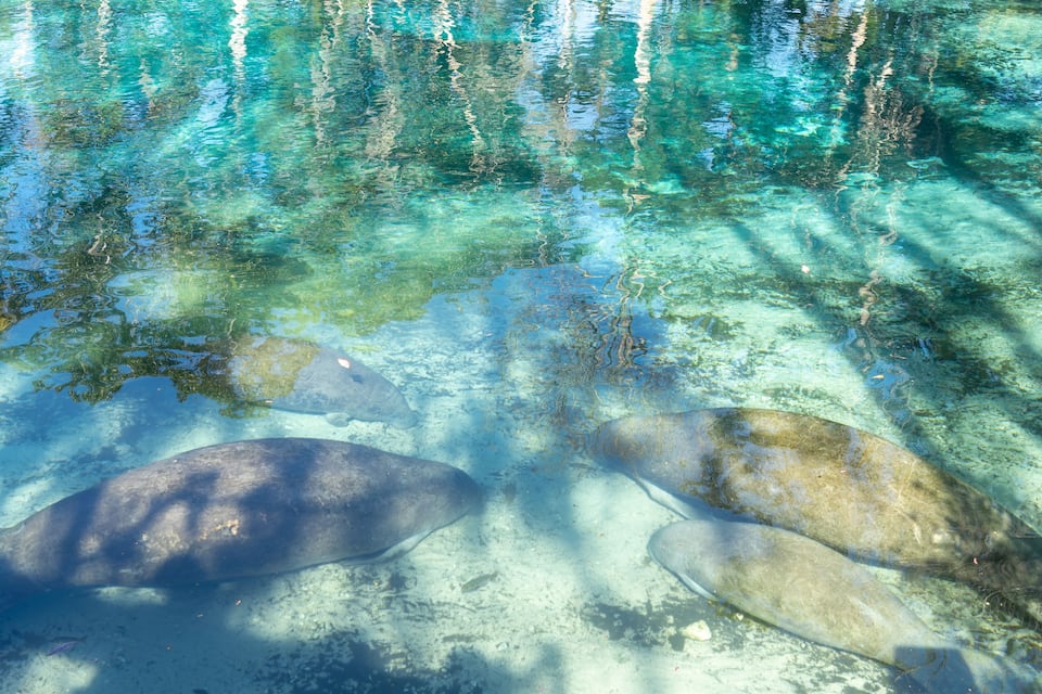 Água cristalina com pedras submersas e plantas aquáticas.
