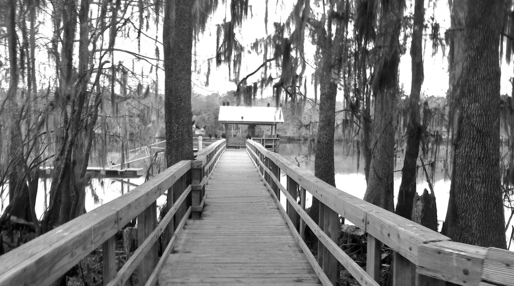 Ever seen a buzzard up close? They are the biggest, ugliest birds ever. They were perched all over this walkway as we walked out to look for manatees in the Swanee River. This state park hardly had anyone visiting. It was rustic looking with plenty of parking spaces between campsites. Definitely on our return list. The spring is super cool too. But I'll always remember the buzzards....