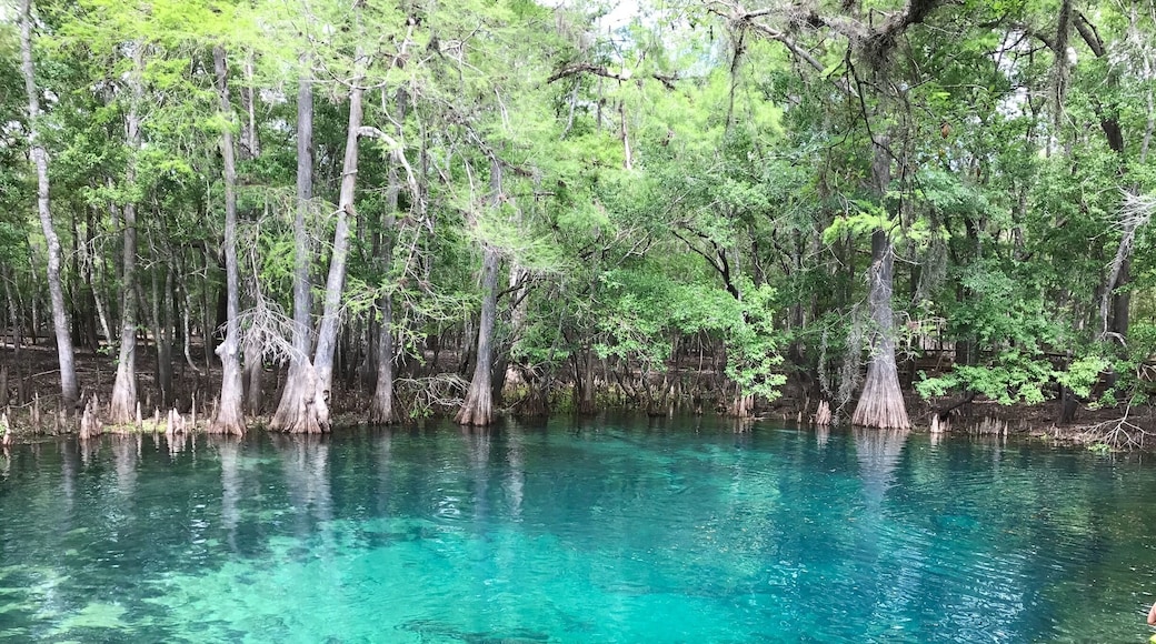 This bright blue springs is a great place to kayak out to see manatee, alligators, vultures that migrate here in mass and plenty of other wildlife. Also fun for scuba and swimming!