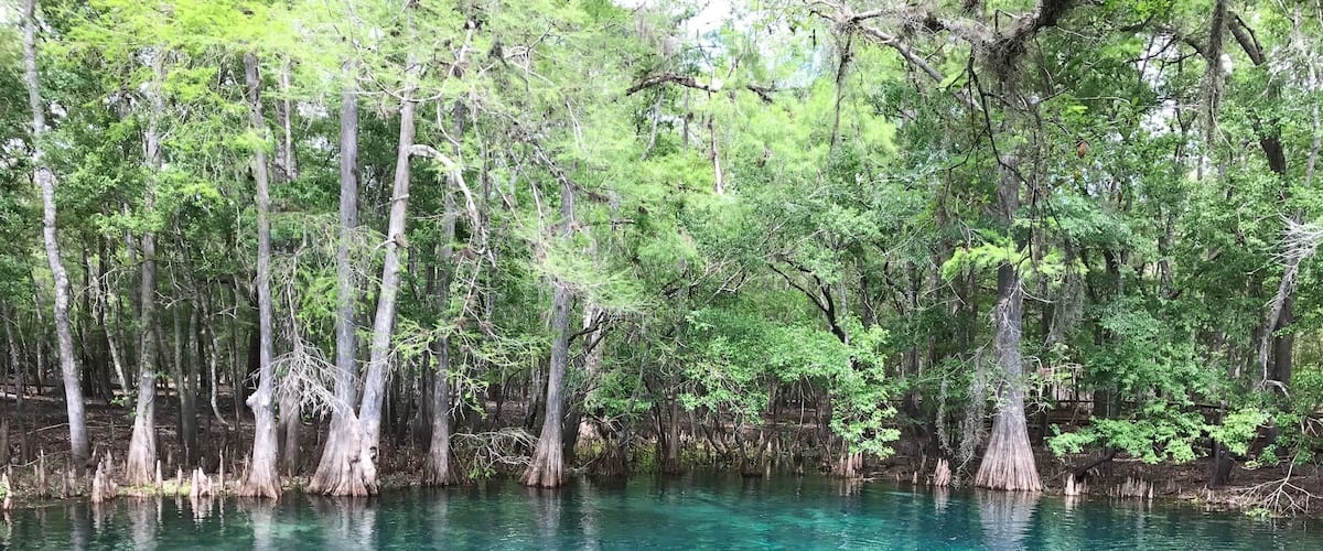This bright blue springs is a great place to kayak out to see manatee, alligators, vultures that migrate here in mass and plenty of other wildlife.  Also fun for scuba and swimming!