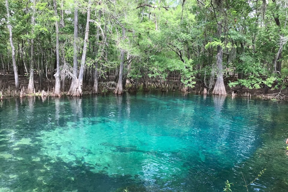 Helder turquoise water omringd door weelderige, hoge bomen.