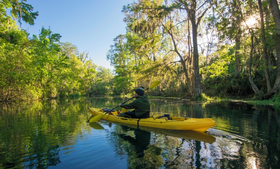 A person kayaking on a calm river surrounded by dense, green foliage and tall trees.