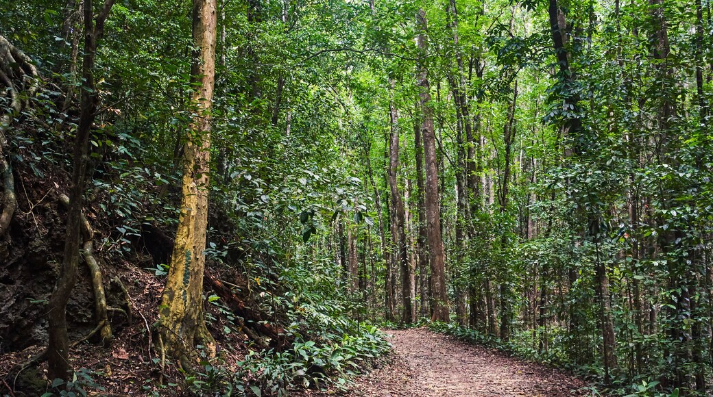 Beautiful scenic trail through the forest