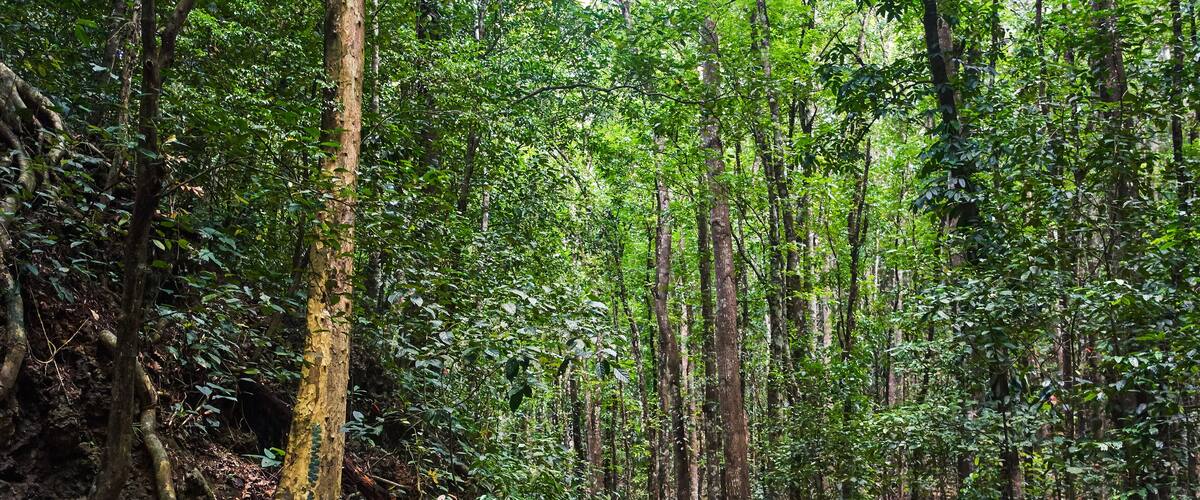 Beautiful scenic trail through the forest