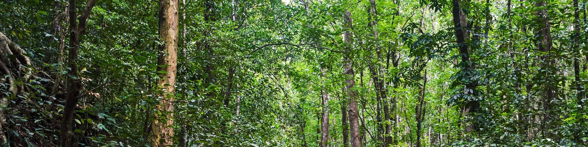 Beautiful scenic trail through the forest