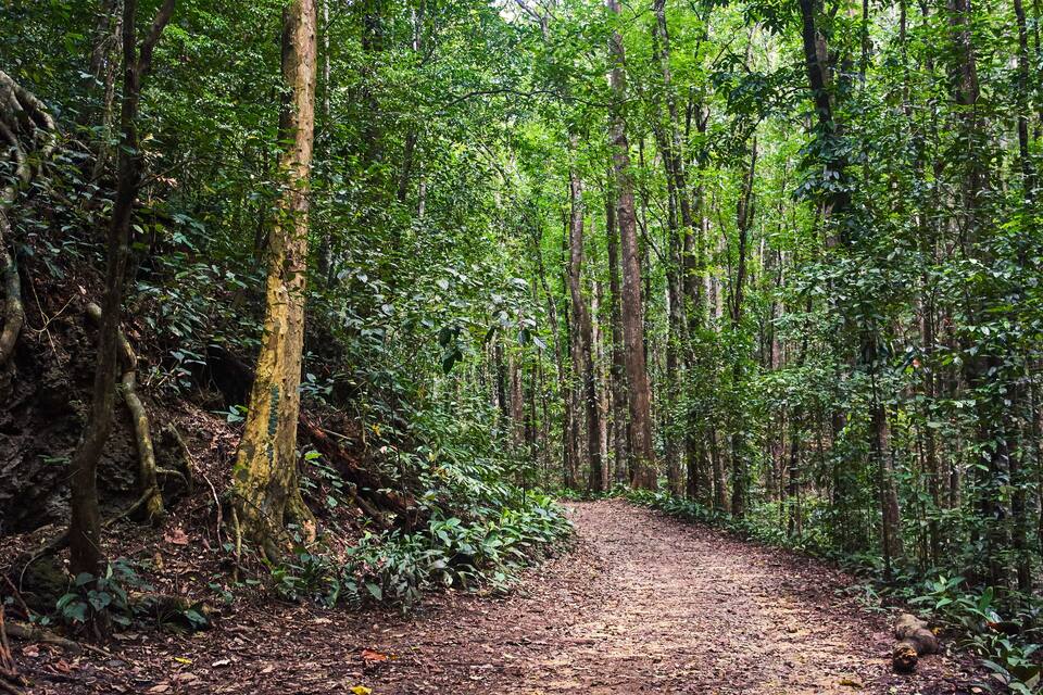 Un sendero forestal rodeado de árboles altos y vegetación densa.