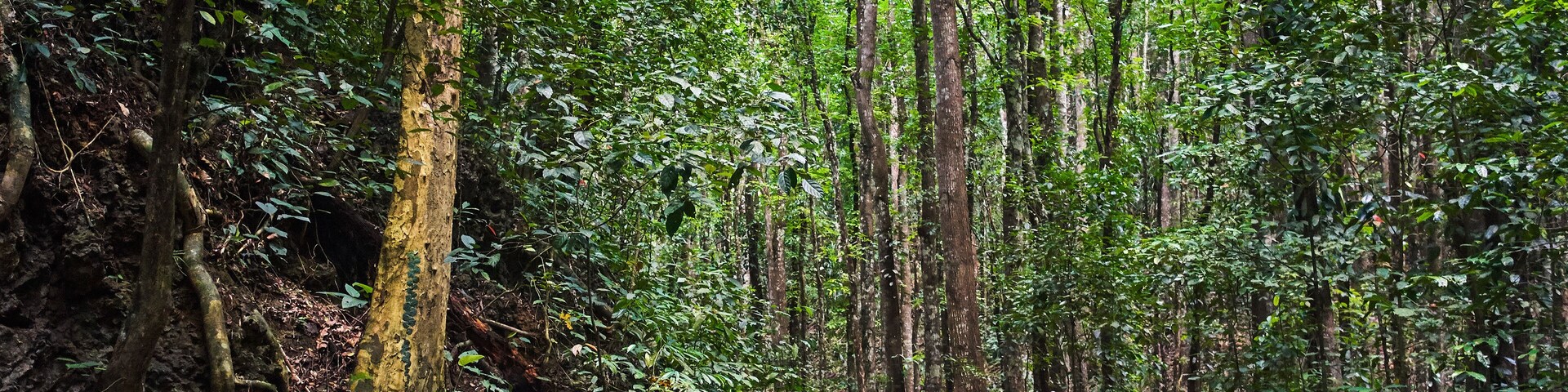Beautiful scenic trail through the forest
