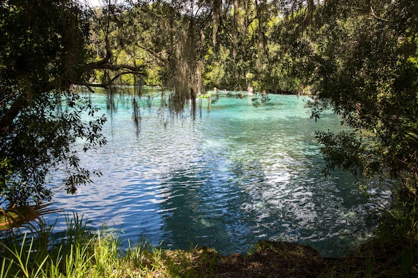 Enjoying a beautiful day at Silver Glen Springs Recreation Area