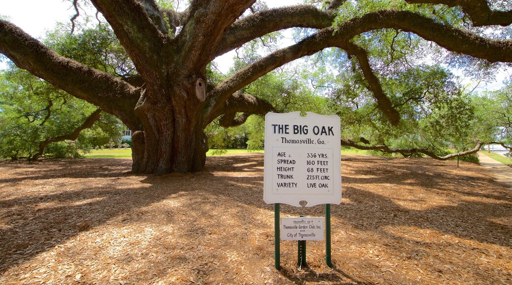 Thomasville\'s Historic Big Oak which includes a park and signage