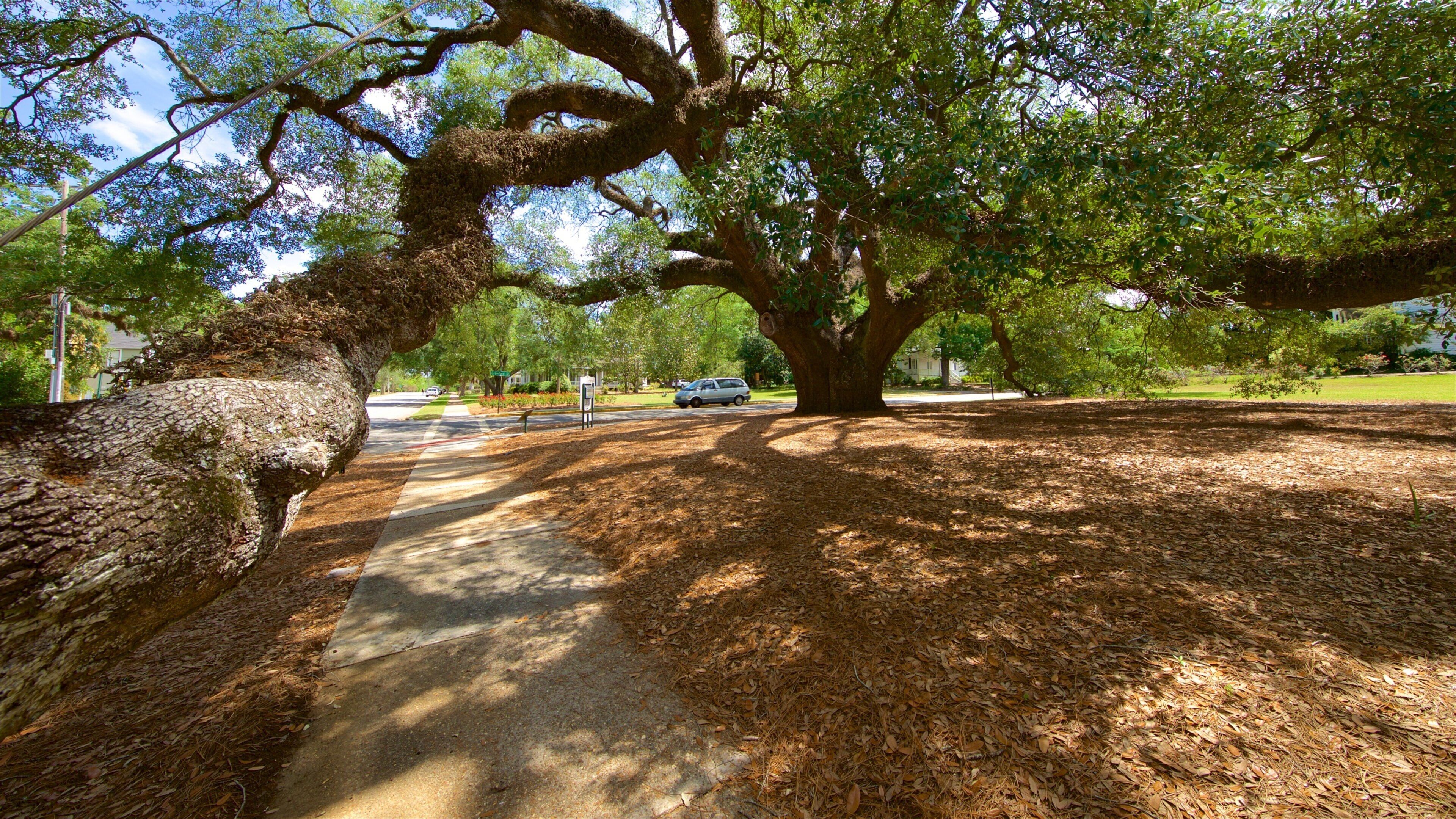 Thomasville\'s Historic Big Oak showing a garden