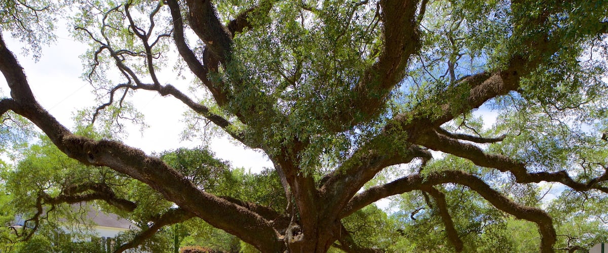 Thomasville\'s Historic Big Oak showing a garden as well as children