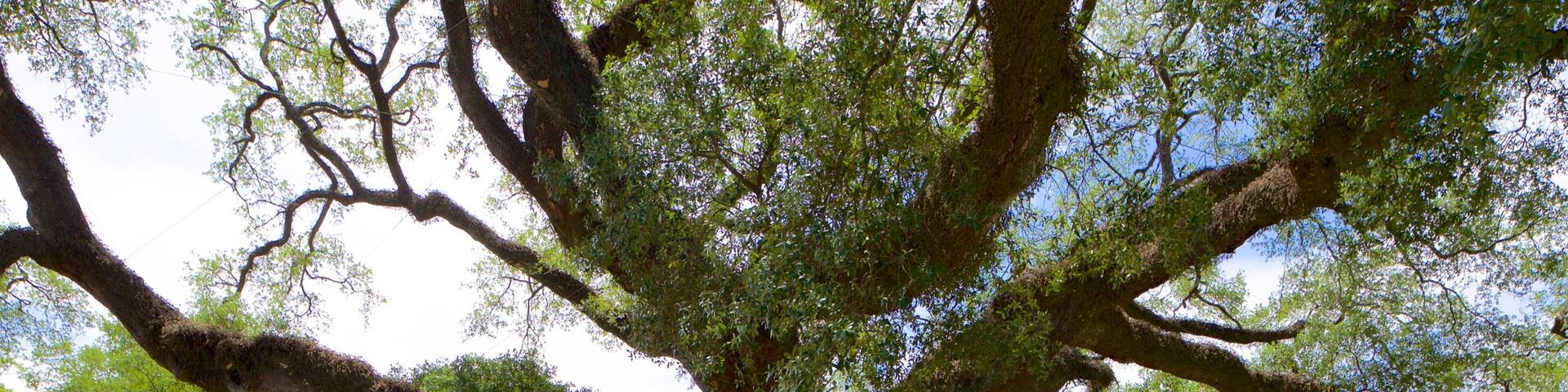 Thomasville\'s Historic Big Oak which includes a garden as well as children