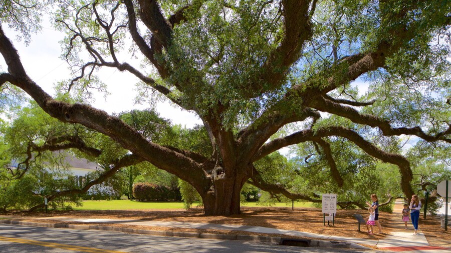 Thomasville\'s Historic Big Oak featuring a park as well as children