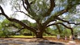 Thomasville\'s Historic Big Oak featuring a garden as well as children