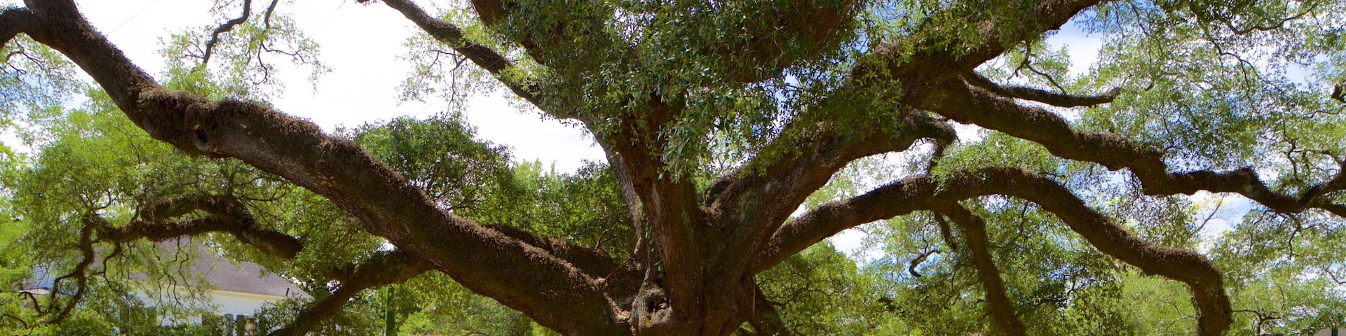 湯瑪士維爾歷史大橡樹 设有 公園 以及 兒童