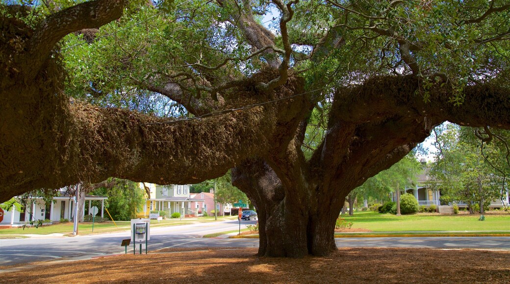 Thomasville\'s Historic Big Oak showing a park