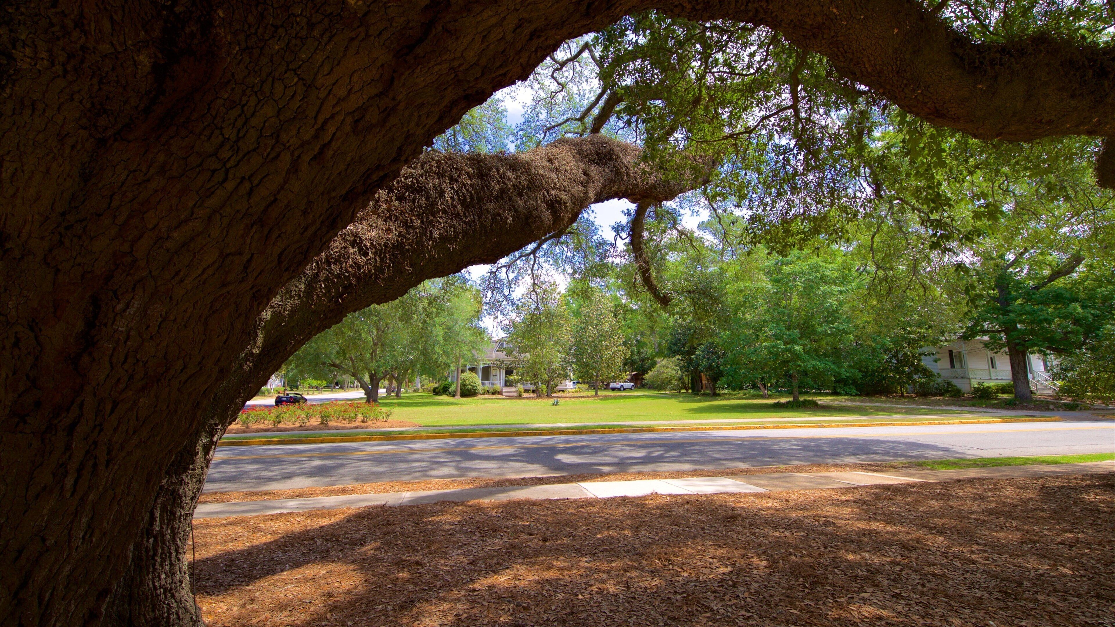 Thomasville\'s Historic Big Oak featuring a garden