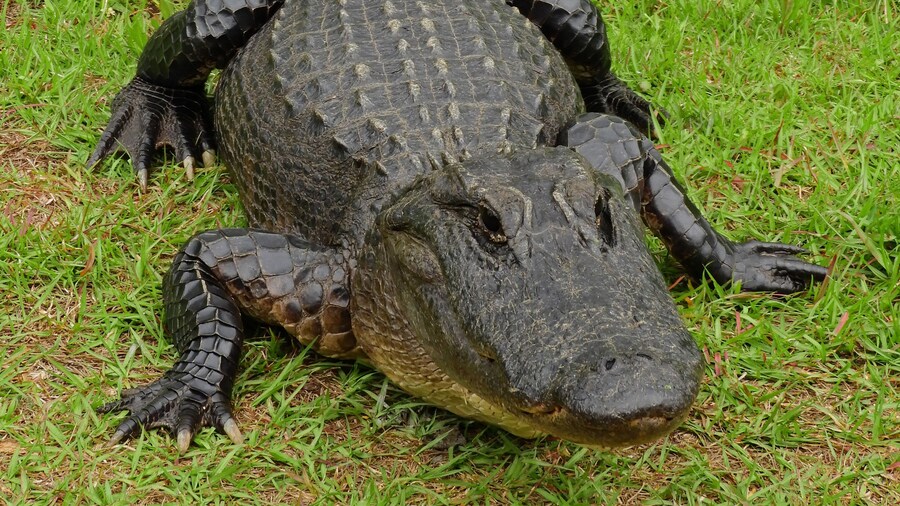 苏瓦尼运河游乐区