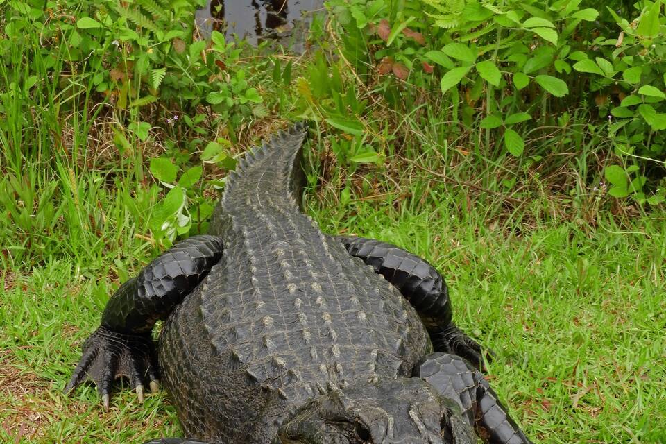 Ein Alligator in einer grünen Umgebung mit Seerosen und Farne im Hintergrund.