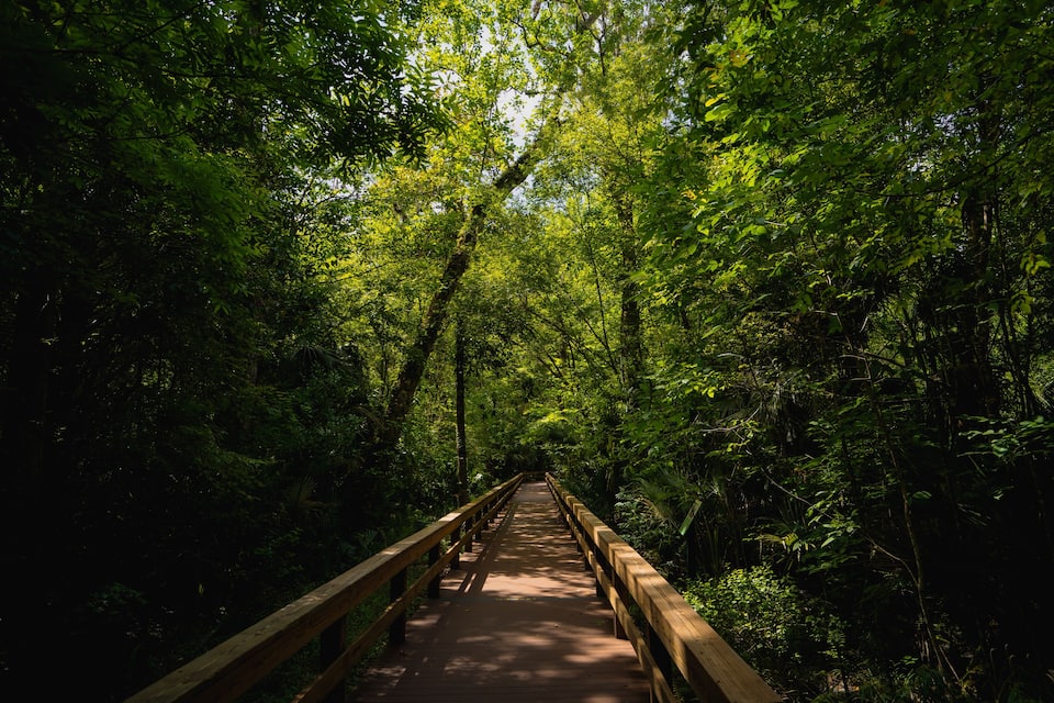 Un ponte di legno immerso in una fitta foresta verde.