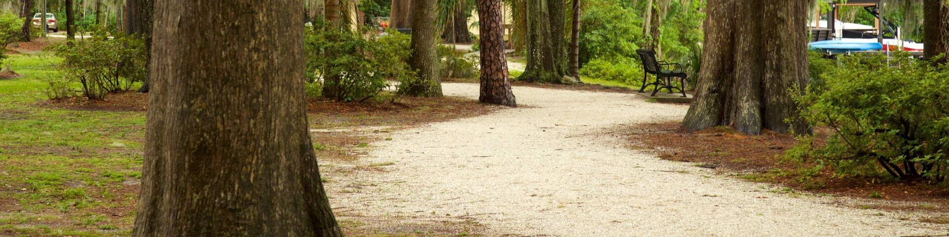 Un sendero serpentea por un parque con árboles altos y musgo colgante.
