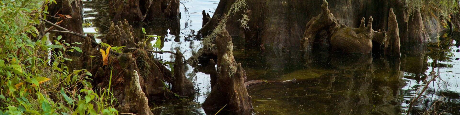 A swampy area with large, moss-covered tree stumps in the water.