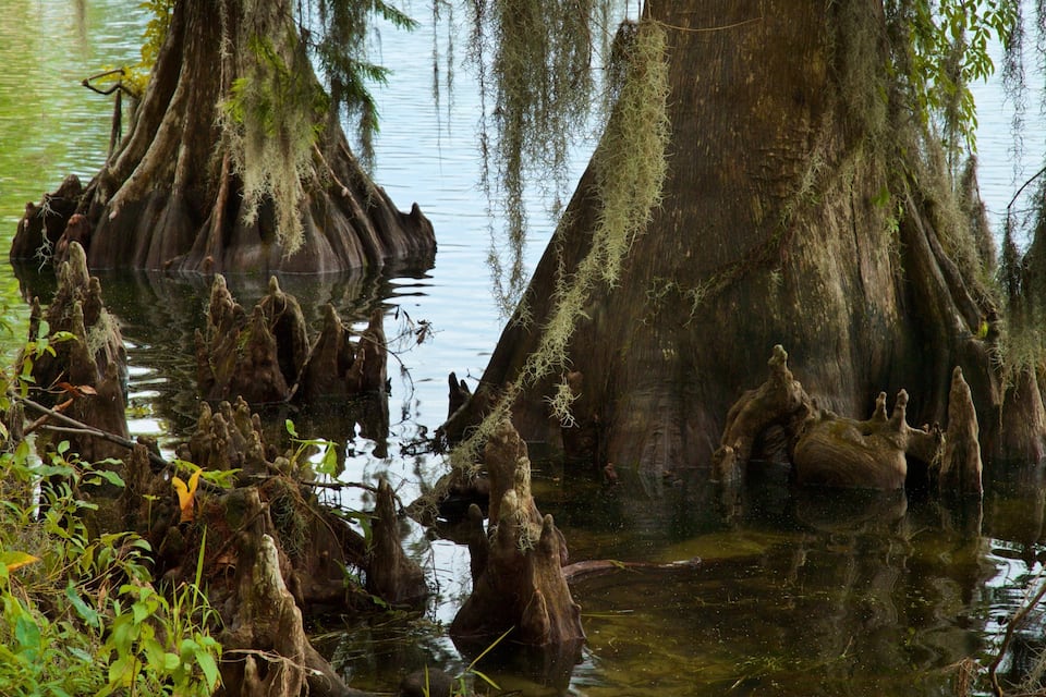 Ein sumpfiges Gebiet mit großen, moosbewachsenen Baumstümpfen im Wasser.