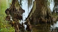 A swampy area with large, moss-covered tree stumps in the water.