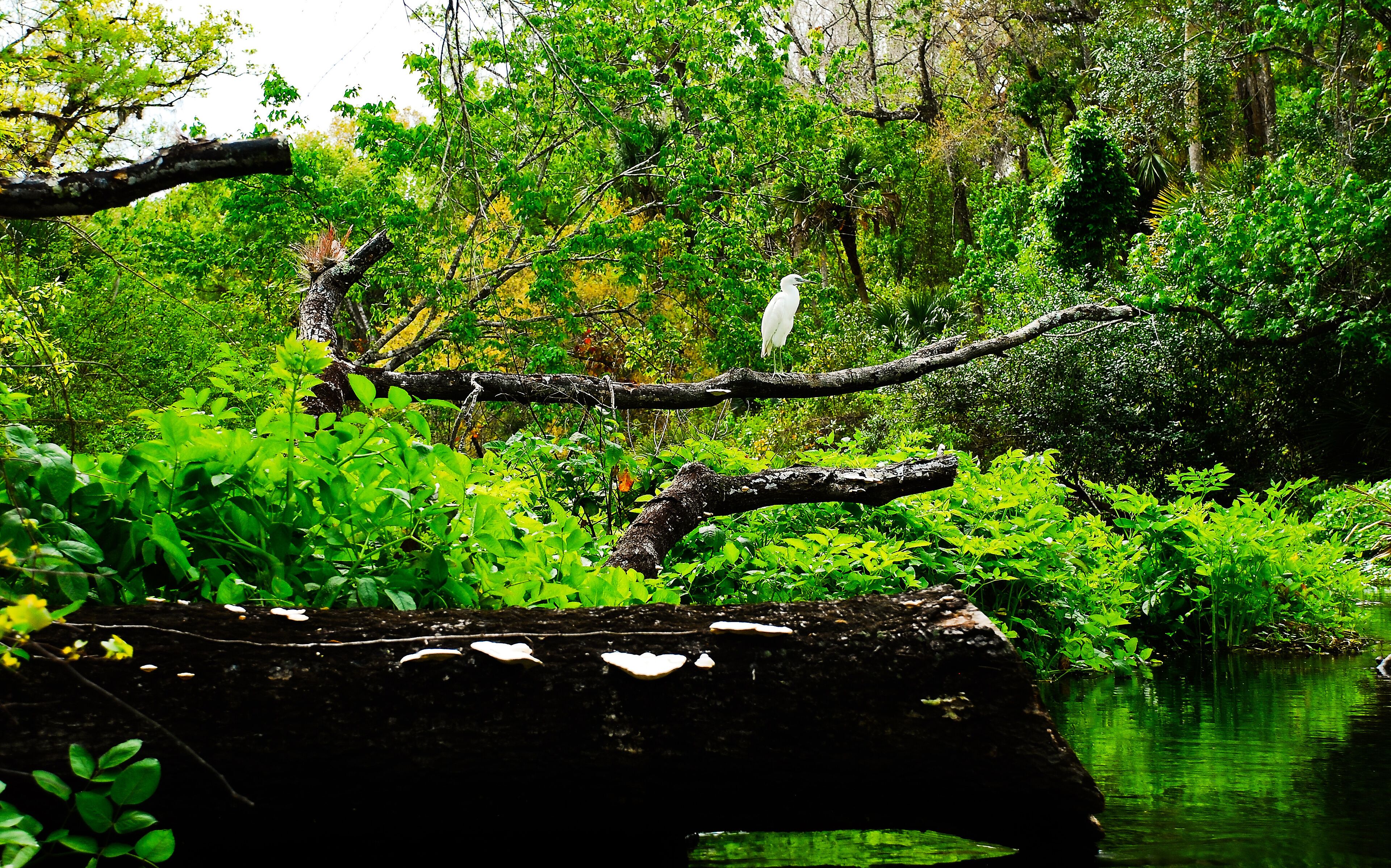 Wild white birds in the Rock spring riverside in the Kelly Park Florida