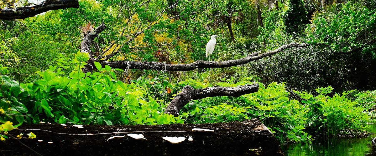 Wild white birds in the Rock spring riverside in the Kelly Park Florida