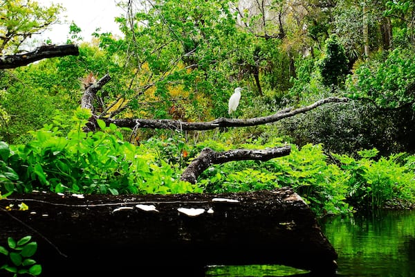 Wild white birds in the Rock spring riverside in the Kelly Park Florida
