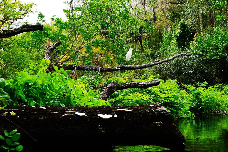 Orilla de río con un árbol caído, abundante vegetación y follaje denso.