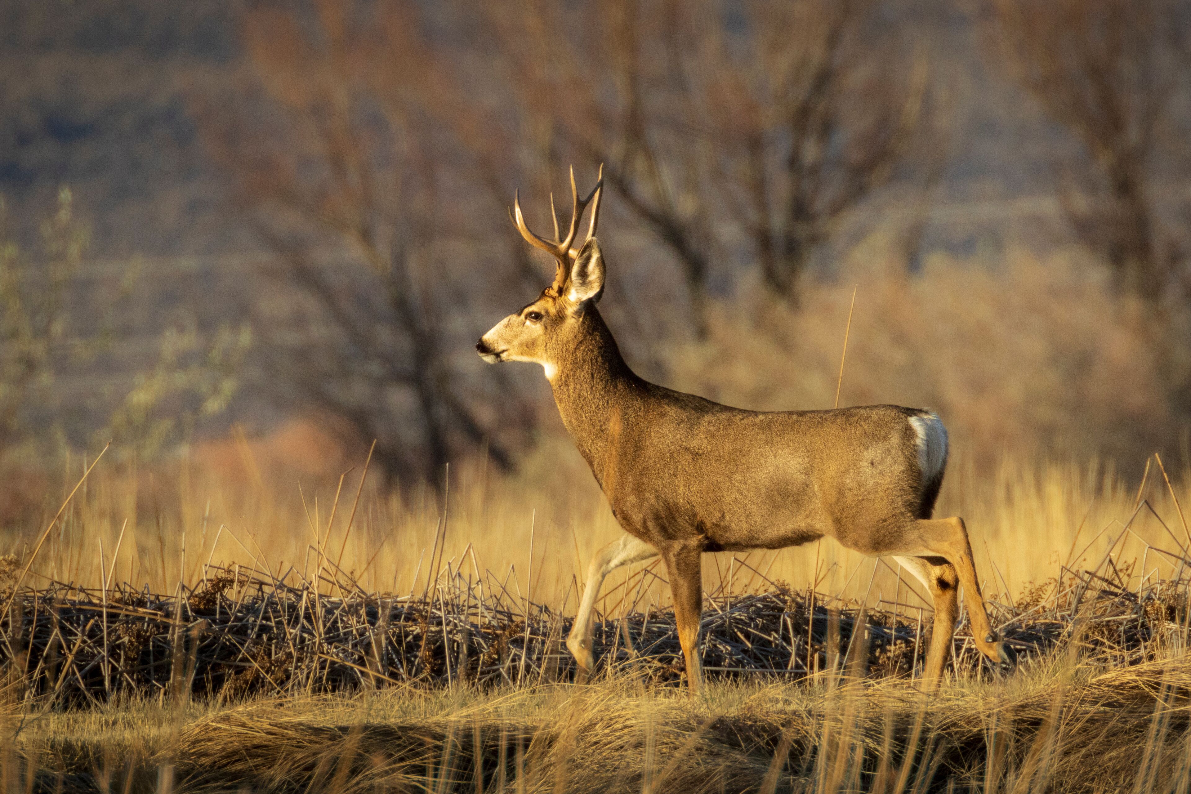 Rutting mule deer buck (Odocoileus hemionus) photographed at the Honey Lake Wildlife Area in Lassen County, California, USA.  