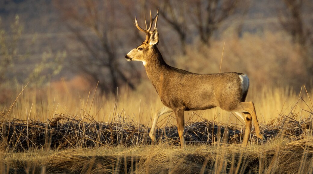Rutting mule deer buck (Odocoileus hemionus) photographed at the Honey Lake Wildlife Area in Lassen County, California, USA.