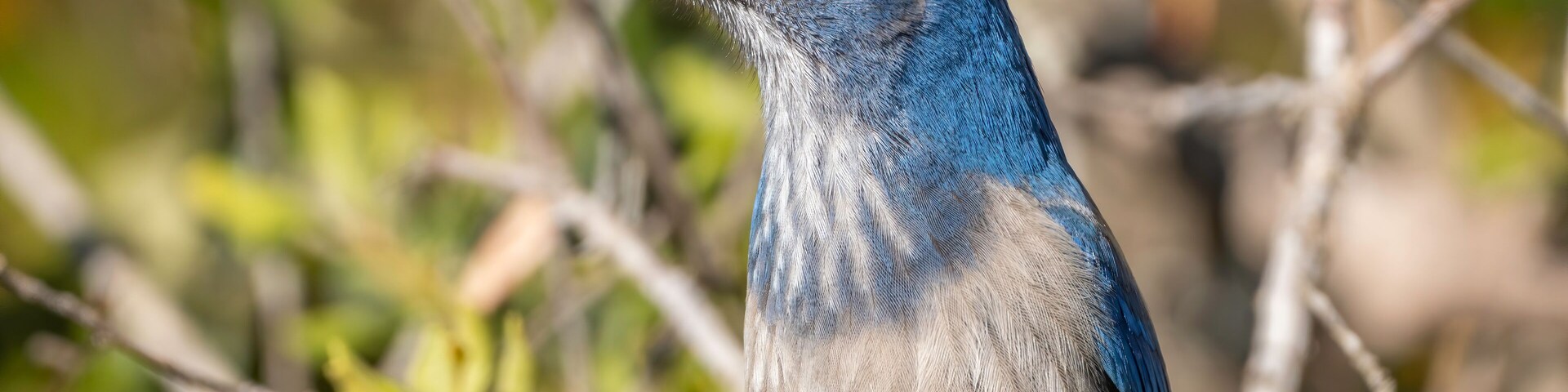 Close up photograph of Florida Scrub Jay seen at Lyonia Preserve in Central Florida.