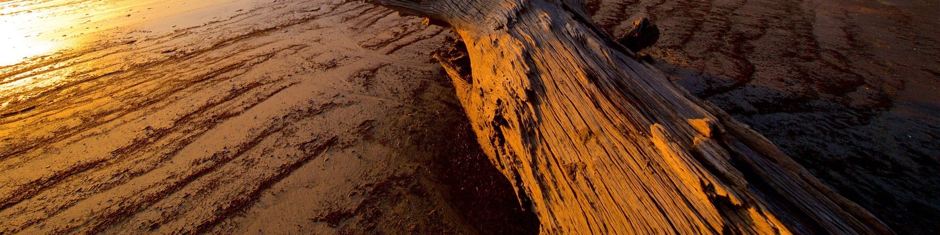 A weathered driftwood on a sandy beach with a sunset in the background.