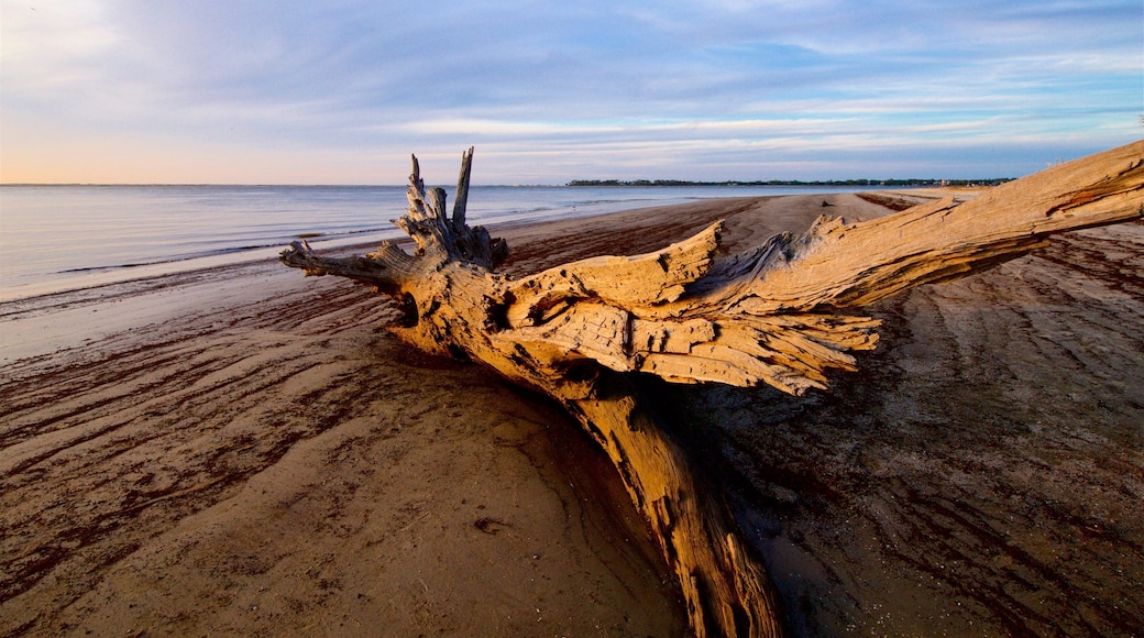 Driftwood Beach som viser landskap, kyst og strand
