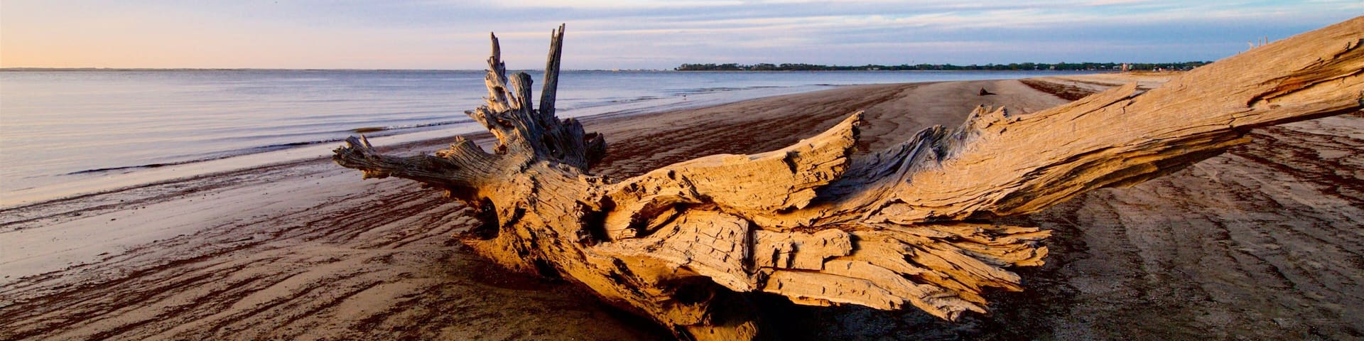 ドリフトウッド ビーチ フィーチャー 砂浜, 自然の風景 と 海岸線の眺め