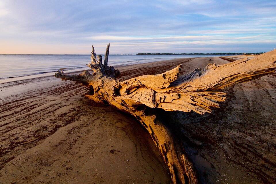 A weathered tree trunk on a sandy beach with calm water in the background.