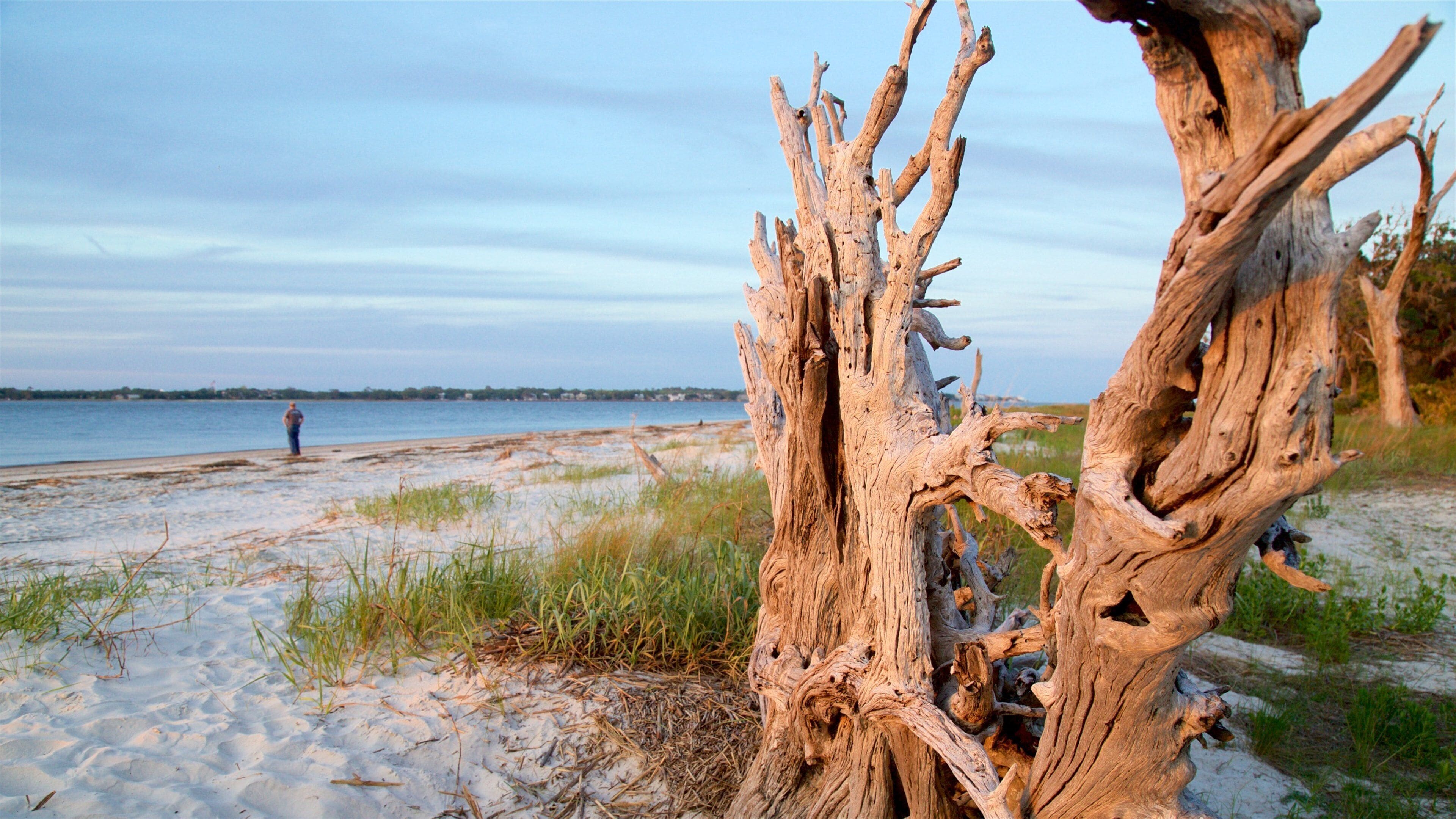 A beach with a weathered tree trunk in the foreground and a person standing in the distance.